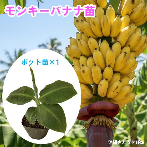 モンキーバナナ苗（背丈が低い）メリクロンポット苗×1 |沖縄 果物 果実