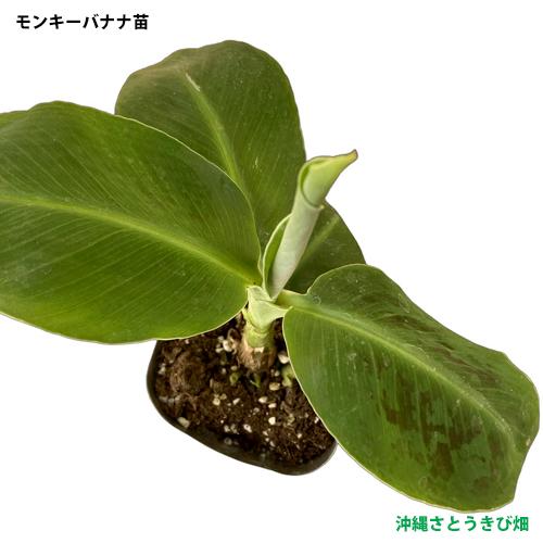 モンキーバナナ苗（背丈が低い）メリクロンポット苗×1 |沖縄 果物 果実