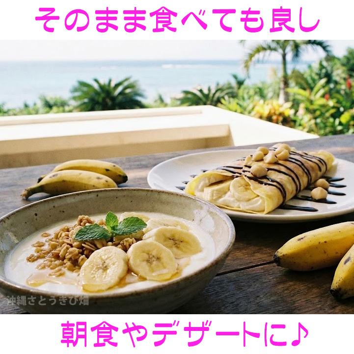 モンキーバナナ苗（背丈が低い）メリクロンポット苗×1 |沖縄 果物 果実
