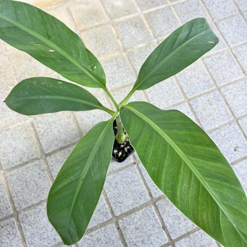 まなぶページ。ふくむらさき 1000本 メリクロン苗 島バナナ苗 メリクロンポット苗 : りゅうか商事 - 通販 - Yahoo