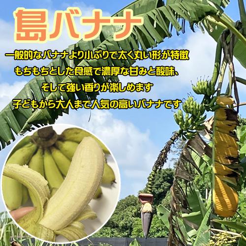 島バナナ苗 メリクロンポット苗 : りゅうか商事 - 通販 - Yahoo