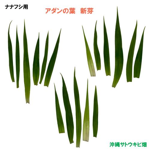 ナナフシ用　アダンの葉　新芽(5cm〜10cm) 17枚 | 