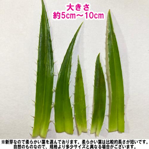 ナナフシ用　アダンの葉　新芽(5cm〜10cm) 17枚 |  | 01