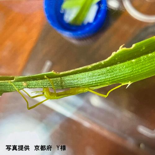 ナナフシ用　アダンの葉　新芽(5cm〜10cm) 17枚 |  | 02