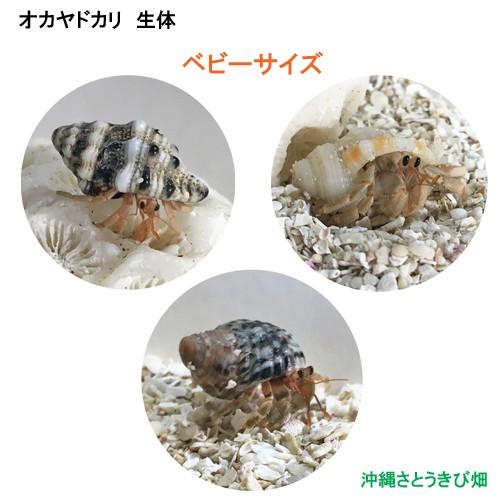 オカヤドカリ生体 ベビーサイズ 3匹セット Oy0601 1s りゅうか商事 通販 Yahoo ショッピング