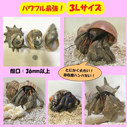 オカヤドカリ生体 3lサイズ 1匹 Oy0601 7 りゅうか商事 通販 Yahoo ショッピング