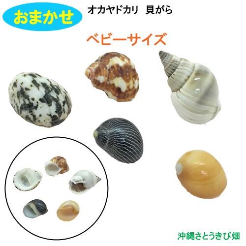 豪華で新しい おまかせ ベビーサイズ 5個 オカヤドカリ用貝がら