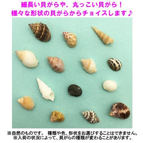 おまかせ　極小ベビーサイズ　5個　オカヤドカリ用貝がら｜ryuuka｜02