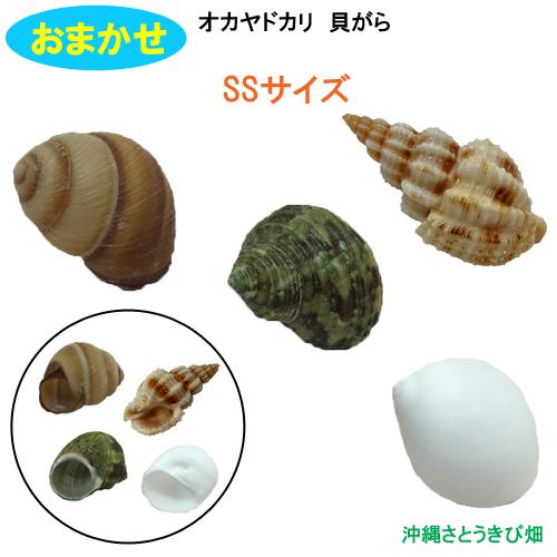 おまかせ　SSサイズ　4個　オカヤドカリ用貝がら（Yahoo!・りゅうか商事）