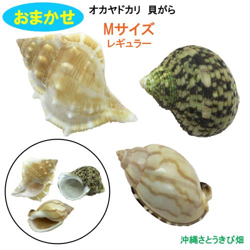 おまかせ　Mサイズ　レギュラー　3個　オカヤドカリ用貝がら（Yahoo!・りゅうか商事）