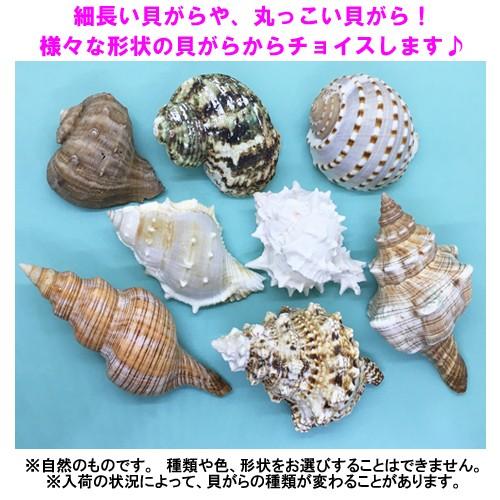 おまかせ LLサイズ 小さめ 2個 オカヤドカリ用貝がら|ryuuka|02