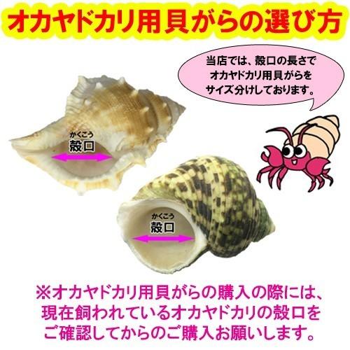 おまかせ LLサイズ 小さめ 2個 オカヤドカリ用貝がら|ryuuka|03