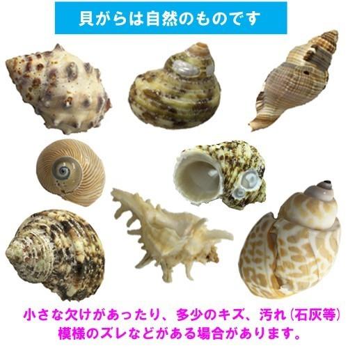 おまかせ LLサイズ 小さめ 2個 オカヤドカリ用貝がら|ryuuka|04