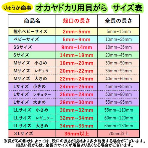 おまかせ LLサイズ 小さめ 2個 オカヤドカリ用貝がら|ryuuka|05