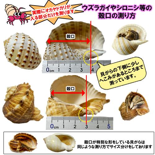 おまかせ LLサイズ 小さめ 2個 オカヤドカリ用貝がら|ryuuka|07
