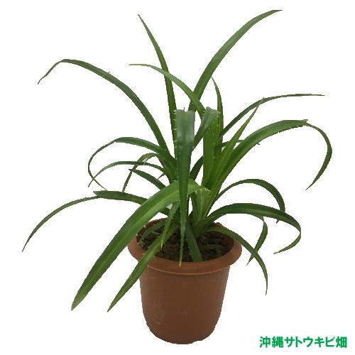 アダンの鉢植(7.5cm鉢) : りゅうか商事 - 通販 - Yahoo!ショッピング