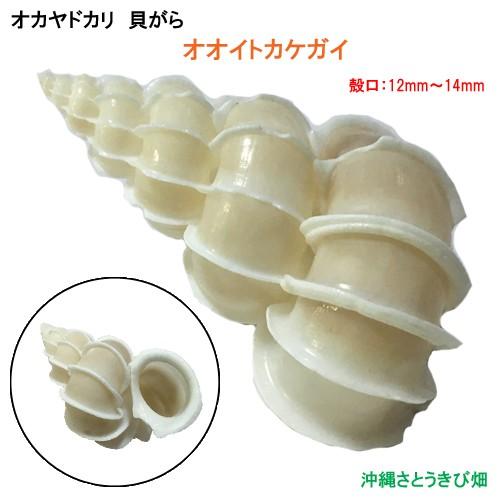 オオイトカケ（イトカケガイ科）　蓋付 58mm 特大 オオイトカケ（イトカケガイ科） 蓋付 58mm 特大 Microshells