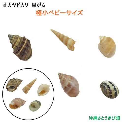 オカヤドカリ飼育セット 極小ベビーサイズ 生体 1匹 貝殻 砂 1袋 海水 1 ヒオウギ貝 2枚 枝サンゴ5本 Oygokubebi Kaisui Kai りゅうか商事 通販 Yahoo ショッピング