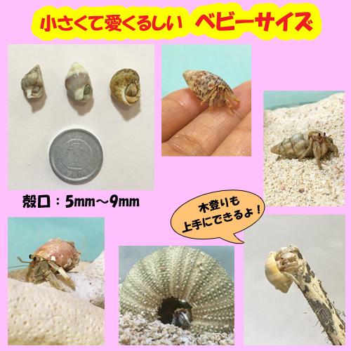 オカヤドカリ飼育セット ベビーサイズ Ssサイズ 生体 2匹 環境改善液 1 海水 1 シャコガイ 1 枝サンゴ 1 砂 1袋 Oyset Bebi Ss りゅうか商事 通販 Yahoo ショッピング