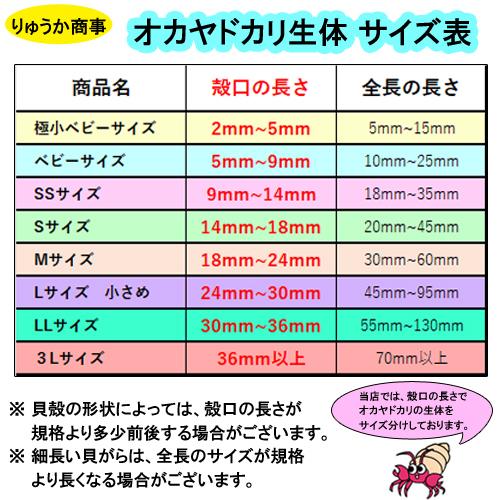 オカヤドカリ飼育セット　ベビーサイズ(生体×1匹・砂×3袋・アダンの鉢植え×1)｜ryuuka｜04