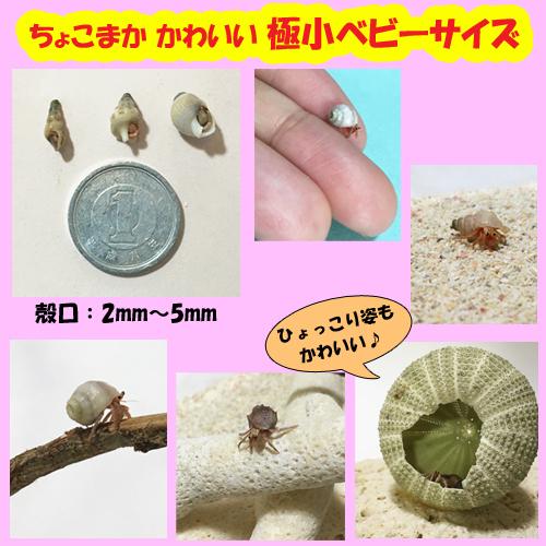 オカヤドカリ飼育セット 極小ベビーサイズ ベビーサイズ 生体 2匹 砂 3袋 ガジュマル苗 1 Oyset Gokubebi Bebi Suna Gaju りゅうか商事 通販 Yahoo ショッピング