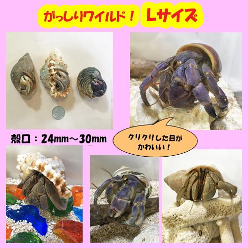 オカヤドカリ飼育セット Lサイズ 生体 1匹 砂 3袋 アダンの鉢植え 1 Oyset L Suna Adan りゅうか商事 通販 Yahoo ショッピング