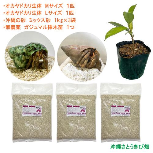 オカヤドカリ飼育セット Mサイズ Lサイズ 生体 2匹 砂 3袋 ガジュマル苗 1 Oyset M L Suna Gaju りゅうか商事 通販 Yahoo ショッピング
