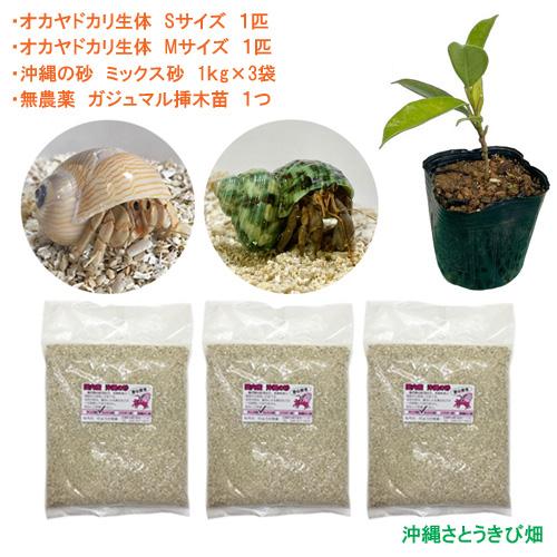 ギフ_包装】 オカヤドカリ飼育セット Sサイズ Mサイズ 生体×2匹 砂×3袋