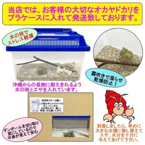 オカヤドカリ飼育セット Ssサイズ Sサイズ 生体 2匹 環境改善液 1 海水 1 シャコガイ 1 枝サンゴ 1 砂 1袋 Oyset Ss S りゅうか商事 通販 Yahoo ショッピング