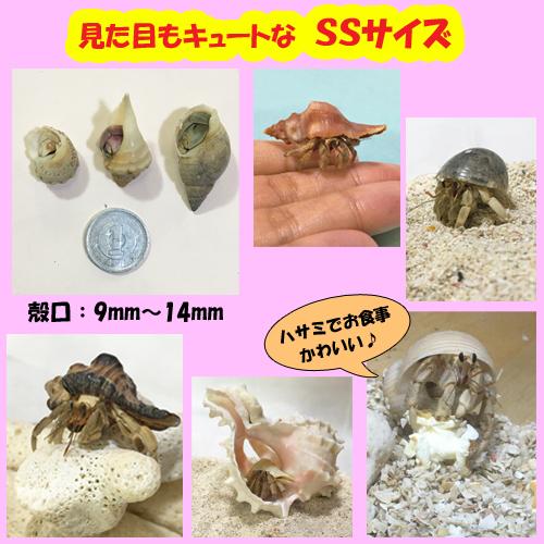 飼育セット　SSサイズ＆Sサイズ(生体×2匹・砂×1袋・ふわり＆ぽっぷん×1・二枚貝×2枚・環境改善液×1・海水×1)｜ryuuka｜02