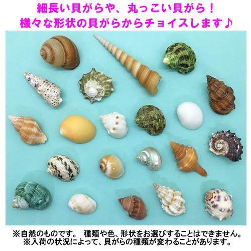 オカヤドカリ飼育セット Ssサイズ 生体 1匹 貝殻 砂 1袋 海水 1 二枚貝 2枚 木の枝 2本 Oyset Ss りゅうか商事 通販 Yahoo ショッピング