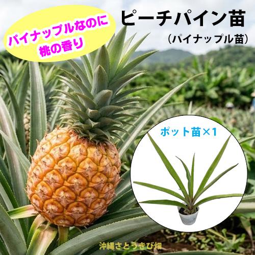 ピーチパイン苗 ポット苗(パイナップル苗)×1鉢 | 沖縄 果物 果実