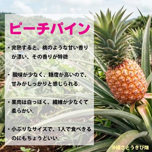 ピーチパイン苗 ポット苗(パイナップル苗)×1鉢 | 沖縄 果物 果実