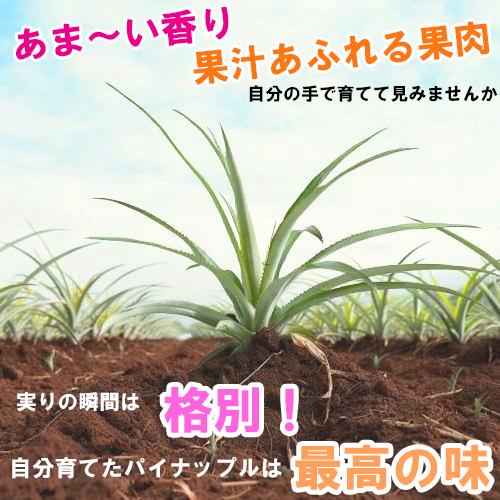 ピーチパイン苗 ポット苗(パイナップル苗)×1鉢 | 沖縄 果物 果実