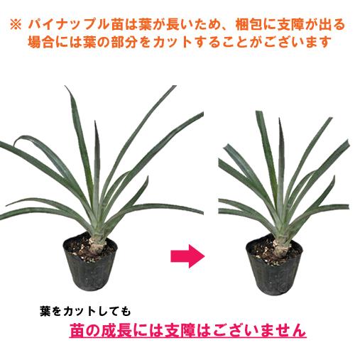 ピーチパイン苗 ポット苗(パイナップル苗)×1鉢 | 沖縄 果物 果実