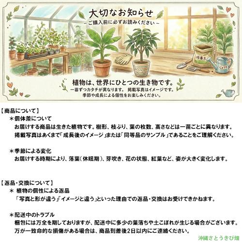 ピーチパイン苗 ポット苗(パイナップル苗)×1鉢 | 沖縄 果物 果実