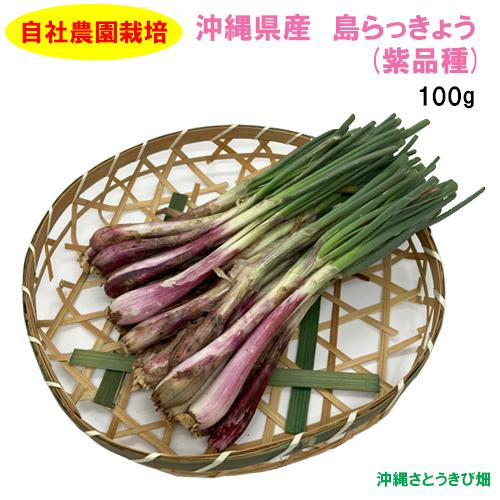 送料無料】自社農園栽培 沖縄県産 島らっきょう(紫品種) 100g : りゅう