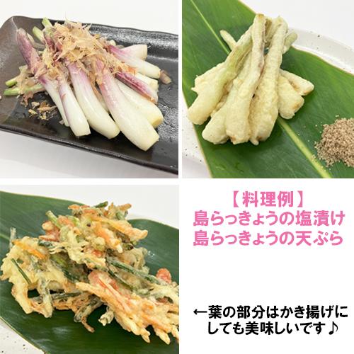 送料無料】自社農園栽培 沖縄県産 島らっきょう(紫品種) 100g : りゅう