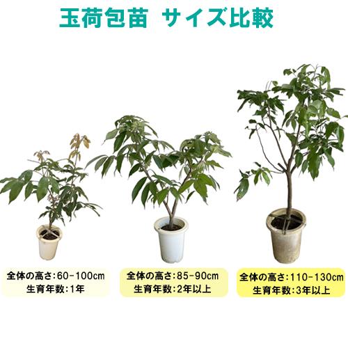 レイシ・ライチ苗 玉荷包種(ギョッカホウ種) 取木 1年苗 |沖縄 果物