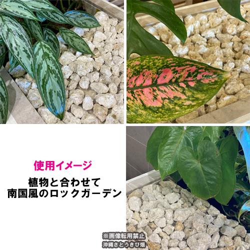 琉球石灰岩 洗浄済み 小粒タイプ 3cm〜7cm 800g : りゅうか商事