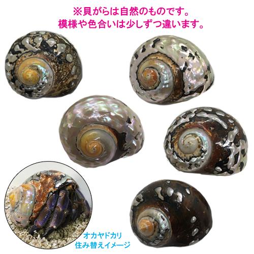 リュウオウスガイの貝殻 殻口 38mm 41mm Ryuuousu 38mm 41mm りゅうか商事 通販 Yahoo ショッピング