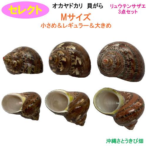 セレクト リュウテンサザエ3点セット Mサイズ 小さめ レギュラー 大きめ オカヤドカリ用貝がら Ryuuten M3set りゅうか商事 通販 Yahoo ショッピング
