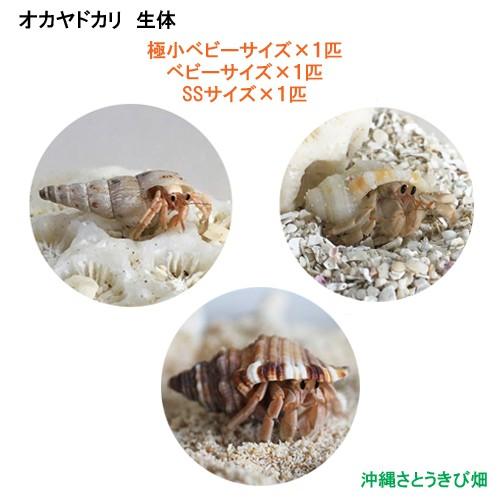 410円 タイムセール オカヤドカリ生体 3匹セット 極小ベビーサイズ ベビーサイズ Ssサイズ