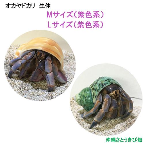 高額売筋 オカヤドカリ生体 Mサイズ 紫色系 1匹 1匹amp Lサイズ