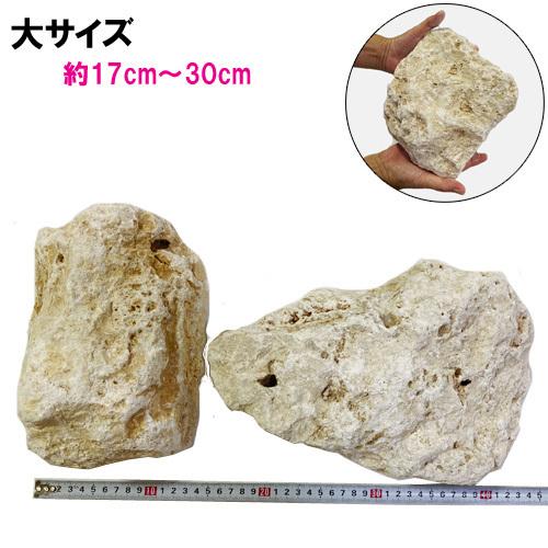 ガジュマル　琉球石灰岩巻き付 送料無料】D 琉球石灰岩 洗浄済 中サイズ 14〜16kg(5〜7個) : りゅうか