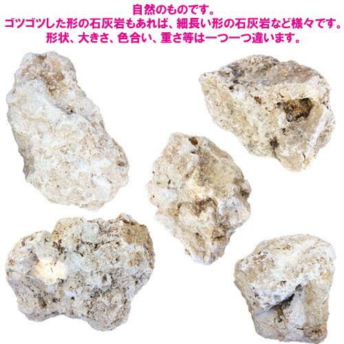 【送料無料】F 琉球石灰岩　洗浄済　大サイズ　13〜15kg(2〜3個)｜ryuuka｜03