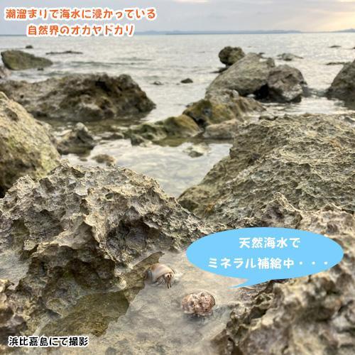 オカヤドカリ飼育セット　サンゴ砂10kg・海水500ml・サトウキビ・改善液330cc |  | 17