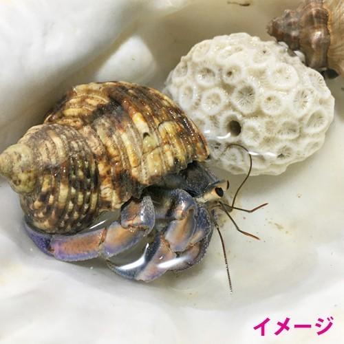 オカヤドカリ飼育セット　サンゴ砂10kg・海水2L・サトウキビ・改善液１L |  | 08