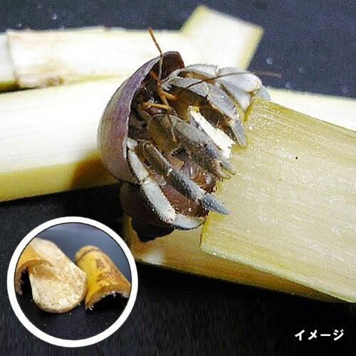 オカヤドカリ飼育セット　サンゴ砂10kg・海水2L・サトウキビ・改善液１L |  | 09