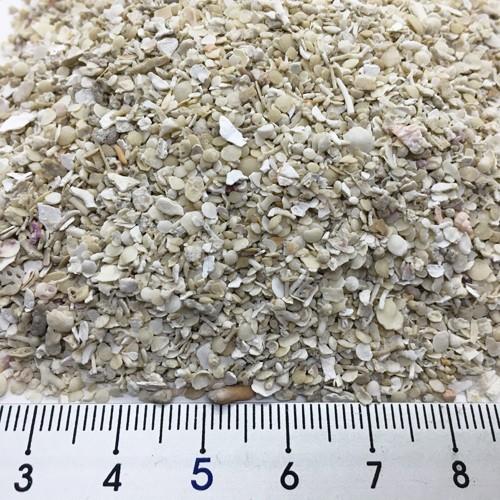 60 Off オカヤドカリ飼育セット サンゴ砂10kg 海水500ml 2 サトウキビ Agenciavirtue Com Br